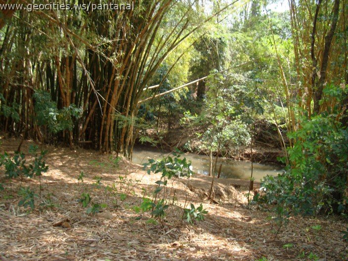 3900-geocities-ws-pantanal.jpg