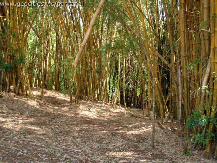3901-geocities-ws-pantanal.jpg