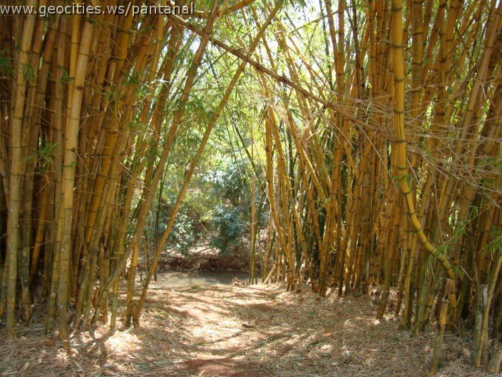 3903-geocities-ws-pantanal.jpg