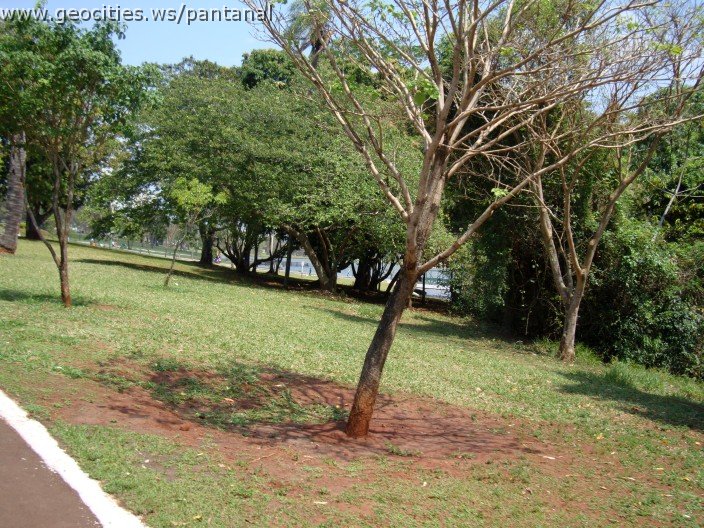 3905-geocities-ws-pantanal.jpg