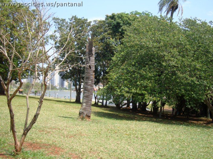 3907-geocities-ws-pantanal.jpg