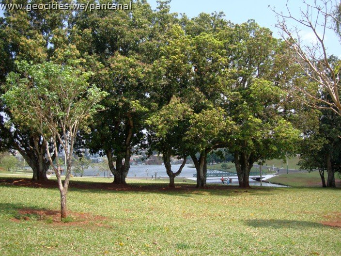 3911-geocities-ws-pantanal.jpg