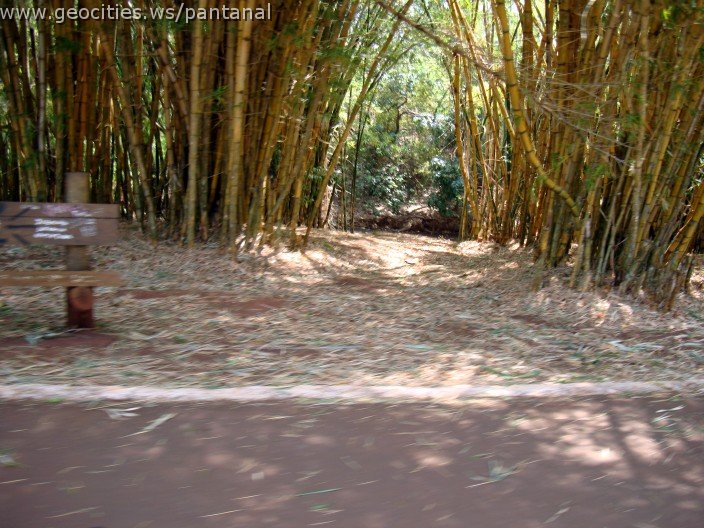 3914-geocities-ws-pantanal.jpg