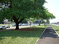 3763-geocities-ws-pantanal