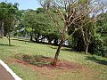 3905-geocities-ws-pantanal