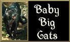 Baby Big Cats