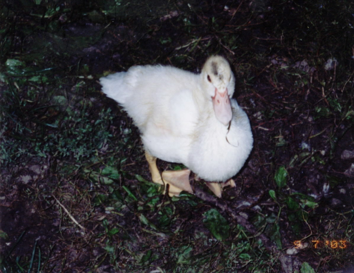 A baby duck at Kingwood Center
