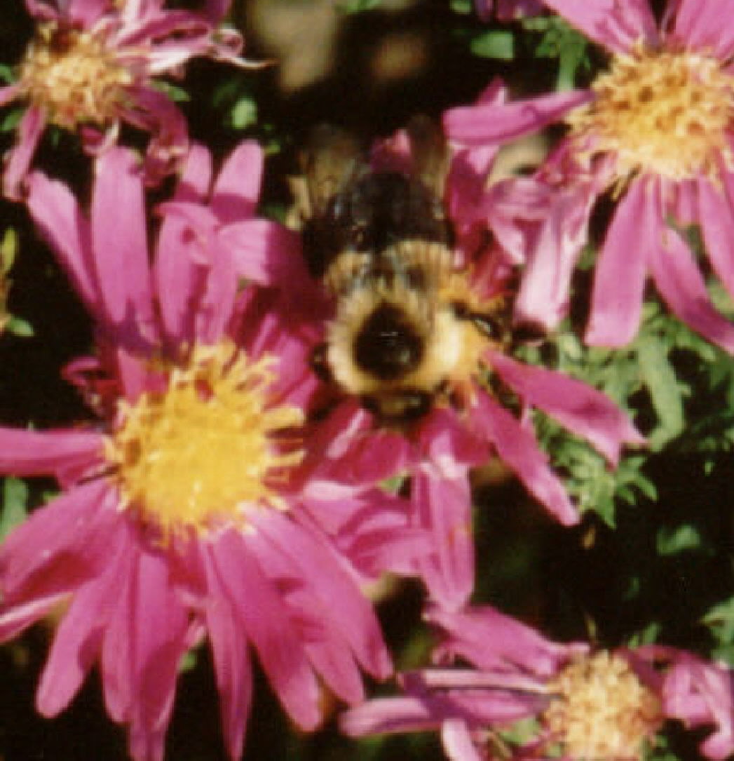 A bee on pink flowers at a sister's home