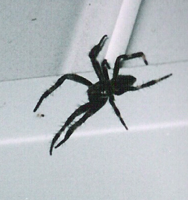 A black ugly spider on our porch