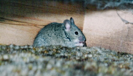 I took this picture behind a wooden showcase in our home.&nbsp; The mouse got away.