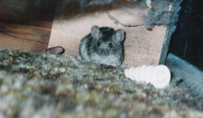 Mousey's lookin' at you!!