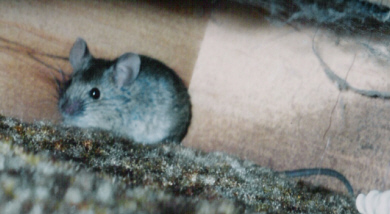 The cute little mouse in our house.