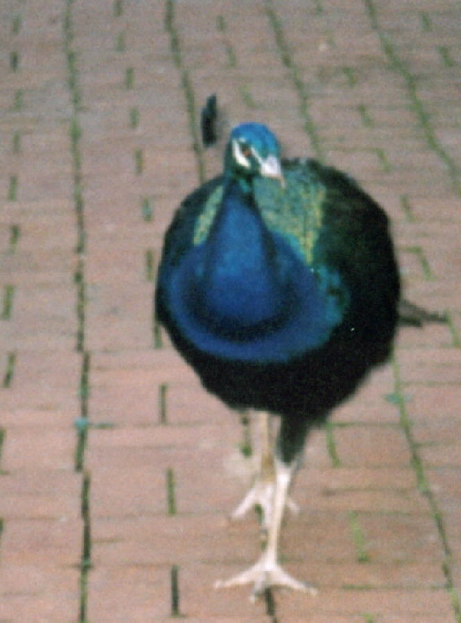 A Peacock at Kingwood Center