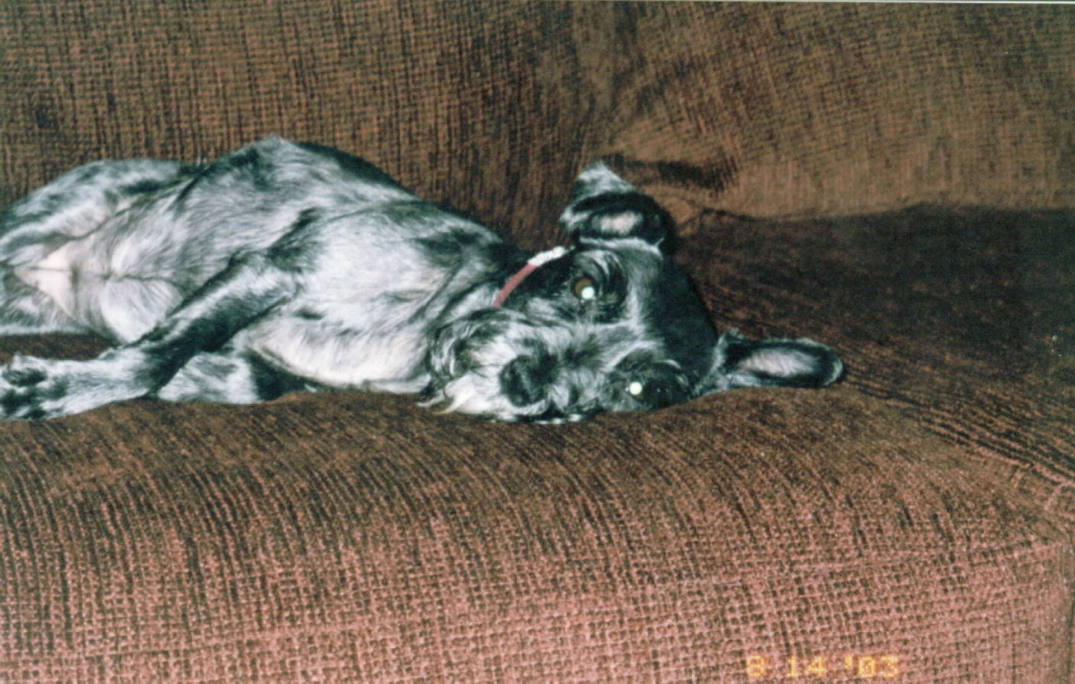 My doggy Shadow