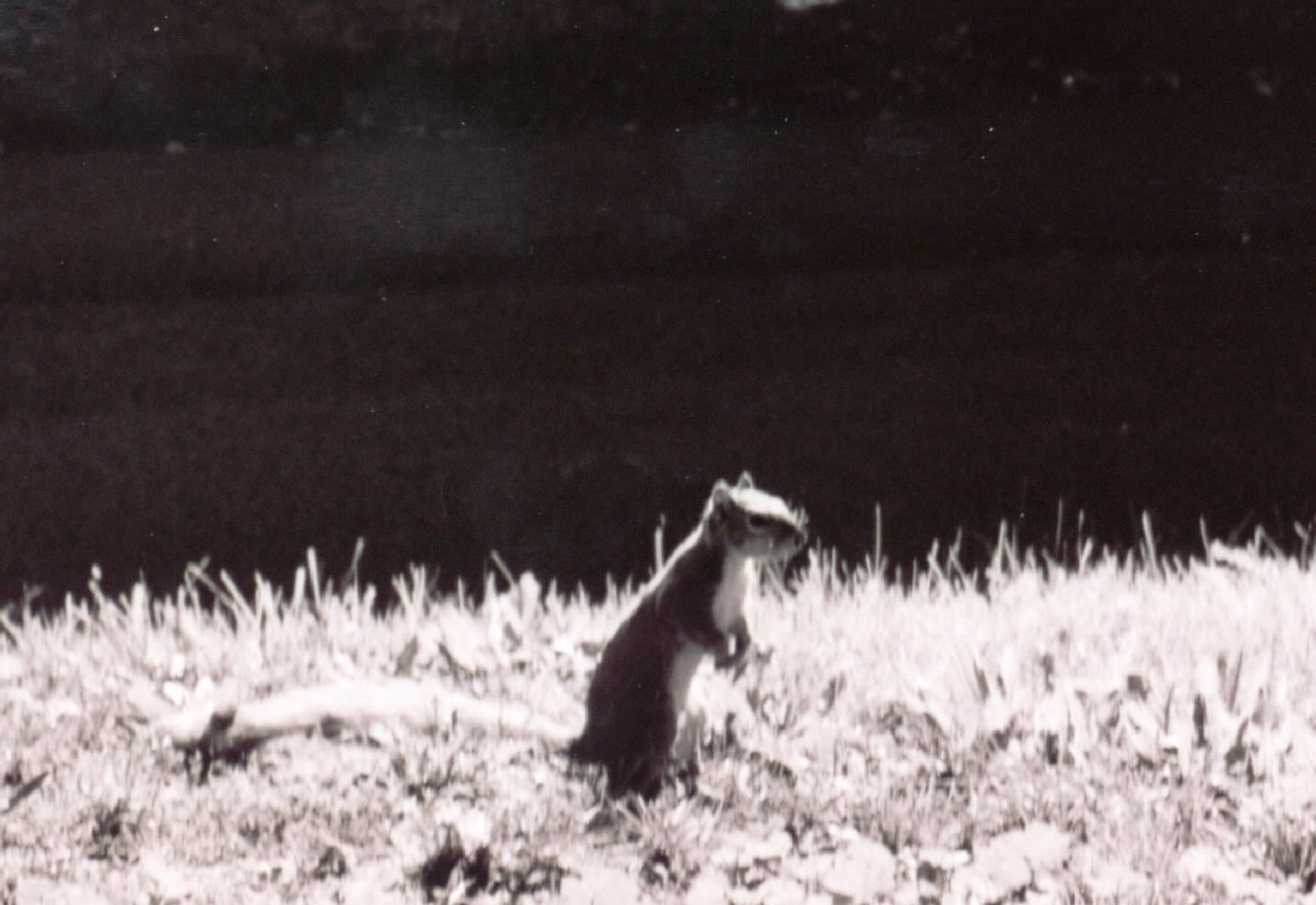 A friendly squirrel that frequents our lawn