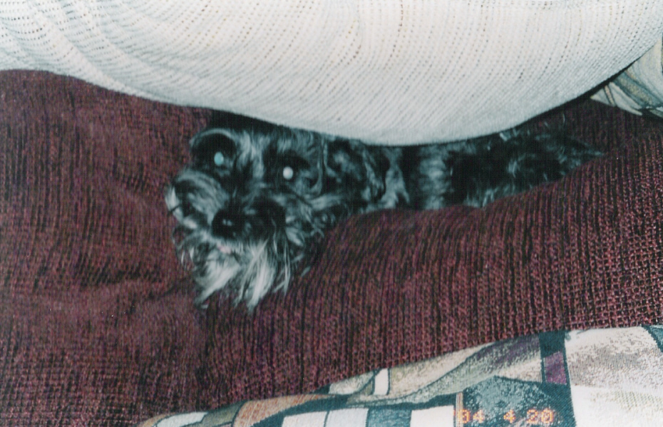Here's shadow hiding under the pillow.