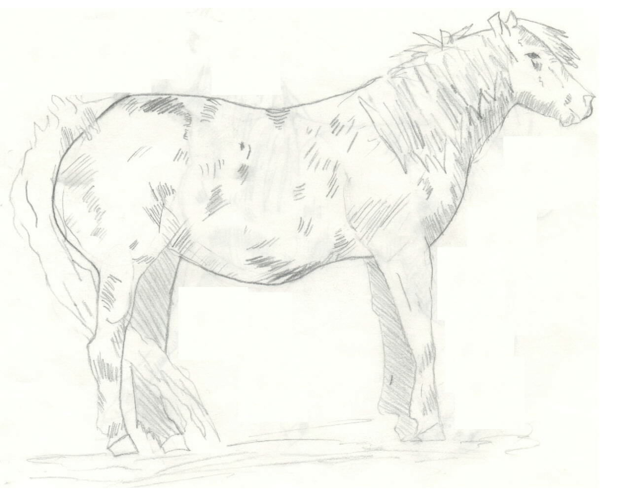 A shetland pony drawing