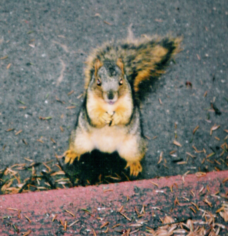 A little squirrel facing me in front of our porch steps.