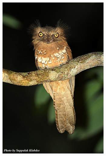 http://www.geocities.ws/panuwatsuppakul/Javan_Frogmouth_batrachostomus_javensis.jpg