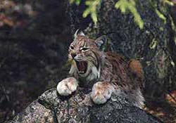 a lynx
