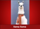 Llama song - Skru lidt ned for lyden