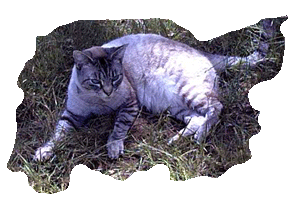 click on the picture to read a story about Frankie Lynn Connick