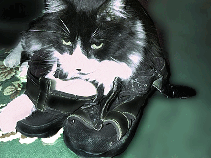click on Miko's picture to read her story