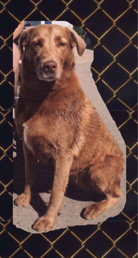 petspics