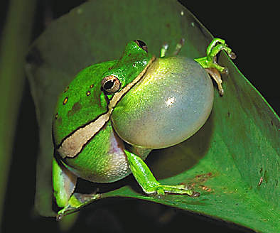 Green Tree Frog