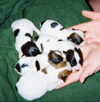 All five puppies