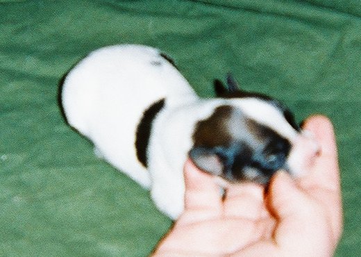 Angelina