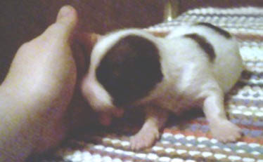 Asterie 9/9
