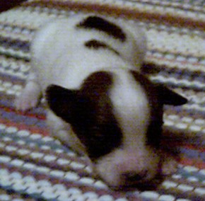 Ears!