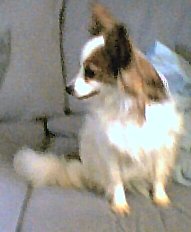 Patsy