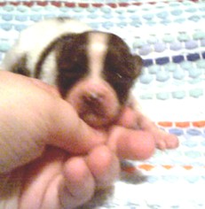 Petey 9/7