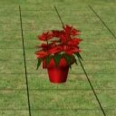 Poinsetta Gift Pack