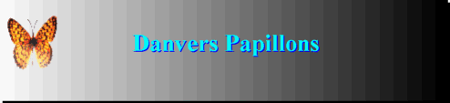 Enter Danvers Papillons