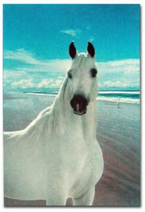 This is Moonlight Dancer.