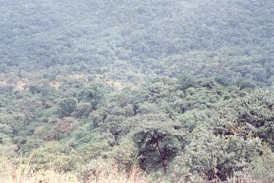 The forest