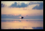Pelican at Sunrise in Marathon
