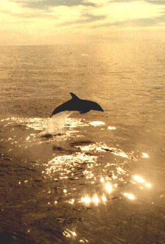 Lanaispinner_dolphin
