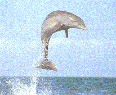 Lanaispinner_dolphin
