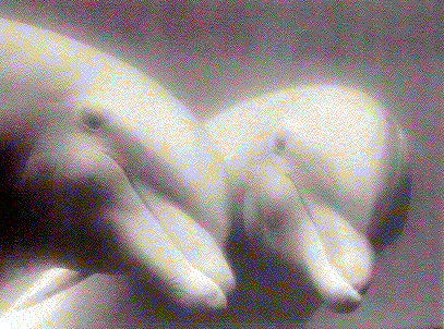 Lanaispinner_dolphin