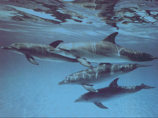 Lanaispinner_dolphin