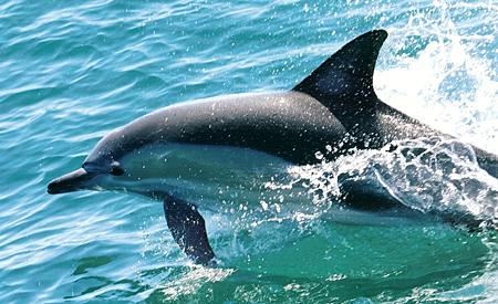 Lanaispinner_dolphin