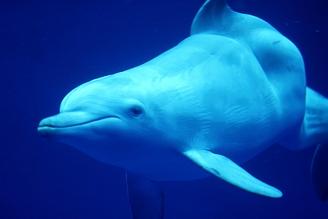 Lanaispinner_dolphin