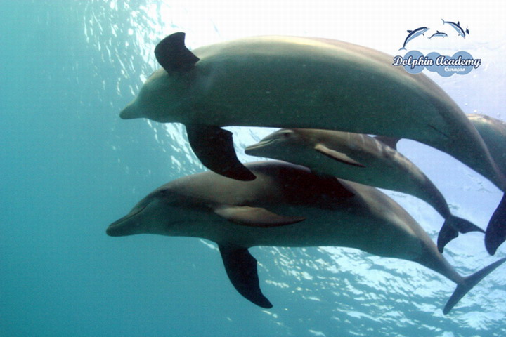 Lanaispinner_dolphin