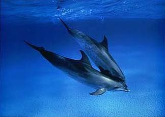 Lanaispinner_dolphin