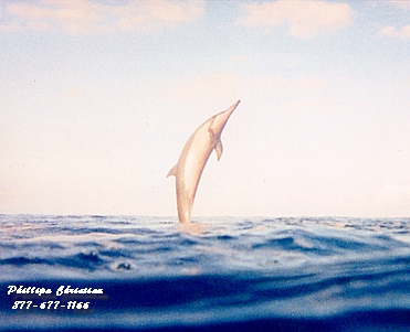 Lanaispinner_dolphin