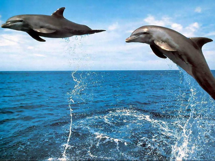 Lanaispinner_dolphin